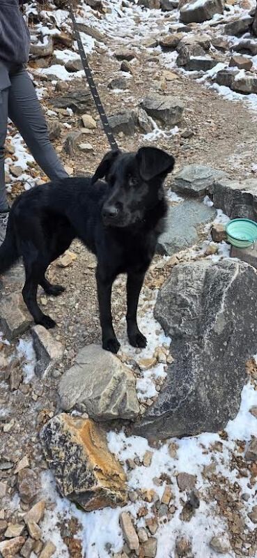 Picture of the Animal Listed